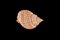 藏品(織紋螺)的圖片